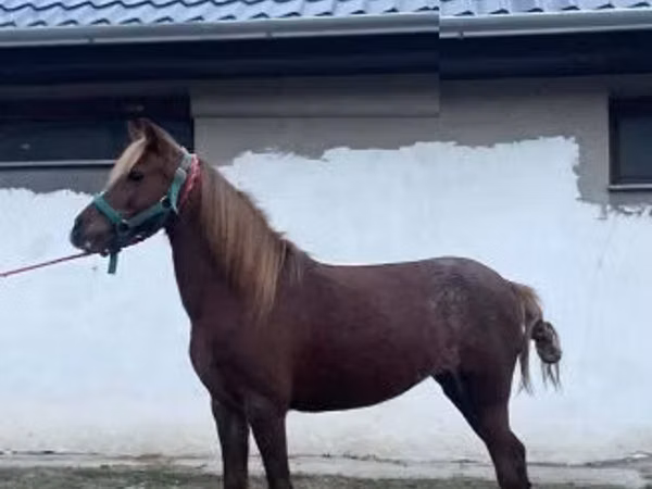 母马, Welsh Cob