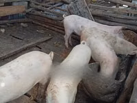 Pigs (batch, sex not specified) — photo 2
