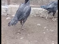 Pearl Grey — picha 3