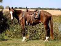 Mare, Rocky Mountain Horse — photo 4