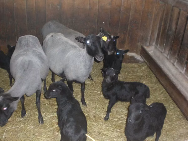 Kondoo jike, Romanov sheep