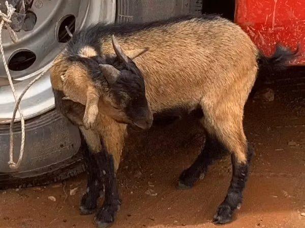 Mbuzi (kikundi, jinsia haijatajwa), Mbuzi