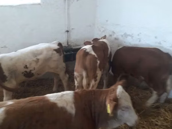 ثور, Simmental cattle
