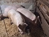 Pigs (batch, sex not specified) — photo 4