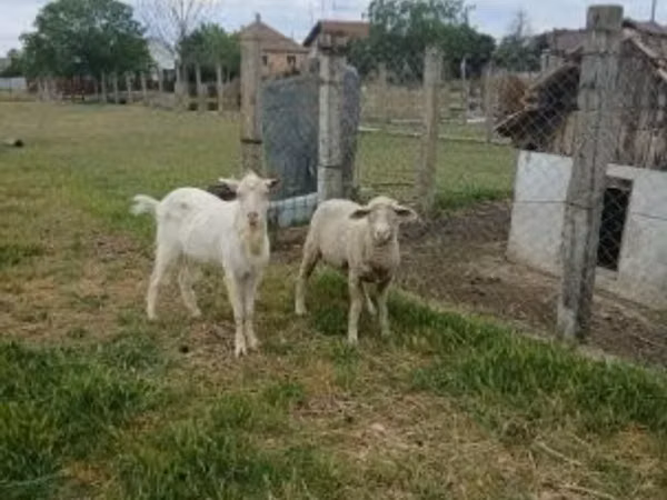 公羊, Merino sheep