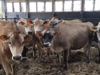 गाय, जर्सी नस्ल — फ़ोटो 1
