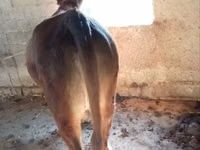 Yegua, Caballos — foto 1