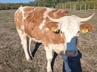 Kuh, French Simmental cattle — Foto 2