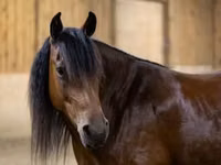 Mare, Friesian — photo 2