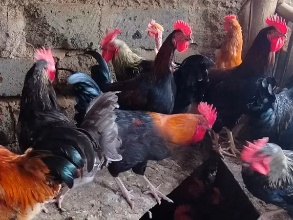 Shamo chickens — Kenya