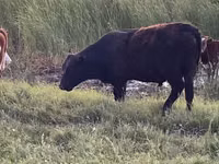 Ng'ombe dume, Auliakol breed — picha 4