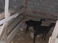 Sheep, Sheep — photo 3