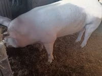 Eber, Schweine — Foto 3