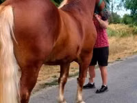 Horse (M), Noriker — photo 2