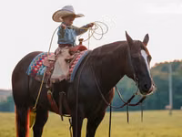 Farasi dume, Quarter Horse — picha 8