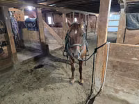 حصان, Quarter Horse — الصورة 6