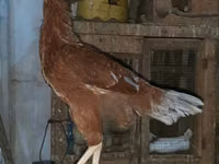 Chickens — الصورة 2