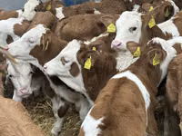 Rinder (Partie, Geschlecht nicht angegeben), Russian Black pied cattle — Foto 7