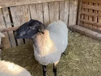 Carnero, White Suffolk sheep — foto 4