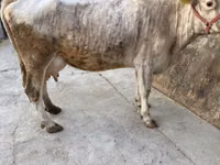 Kuh, Holstein-Rasse — Foto 5