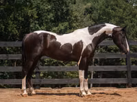 Farasi dume, Friesian — picha 2