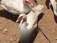 Ducks — फ़ोटो 4