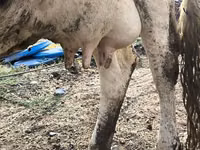 Ng'ombe jike, Banda la Holstein — picha 8