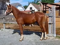Hengst, Pferde — Foto 6