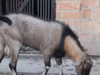 تيس, Nubian Goat — الصورة 2
