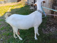 बकरी, Beetal goats — फ़ोटो 1