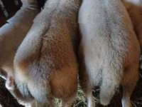 Widder, Romanov sheep — Foto 2