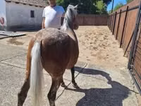 Mare, Berber horse — photo 3