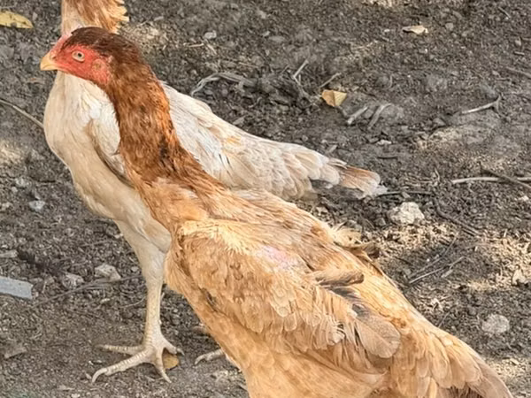 Chickens