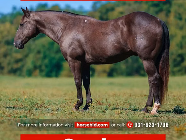 Farasi dume, Quarter Horse