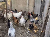 Chickens — फ़ोटो 8