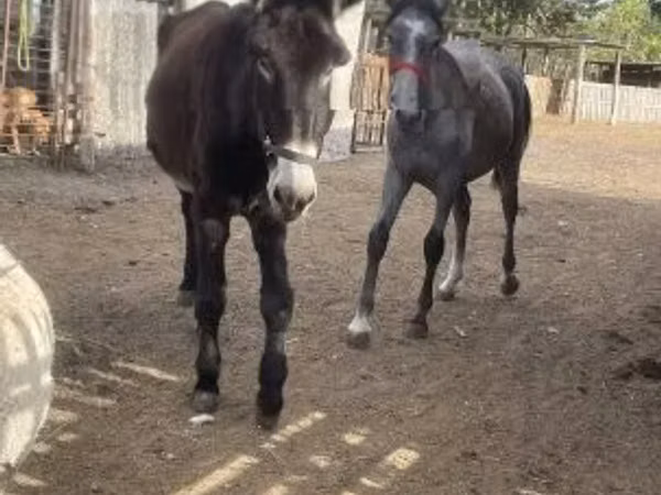 Farasi dume, Farasi