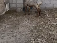 मेढ़ा, Rhon sheep — फ़ोटो 2