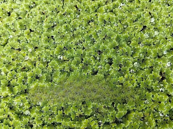 Azolla Seedlings