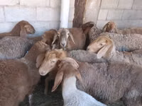 Schaf, Arashan sheep — Foto 1