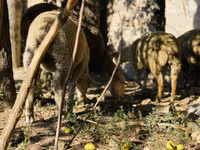 Ram, Merinoland sheep — photo 6