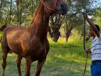 فرس, Skyros Pony — الصورة 2