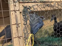 Guinea fowl — Foto 3