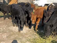 Bulle, Swiss cattle — Foto 3