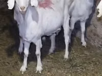 Mbuzi jike, Saanen goat — picha 1