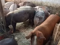 Schweine (Partie, Geschlecht nicht angegeben) — Foto 3