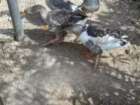 Geese — photo 3