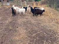Cabra, Alpine goat — foto 5