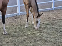 Farasi dume, Akhal-Teke — picha 3