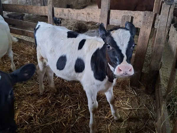 Ng'ombe jike, Russian Black pied cattle
