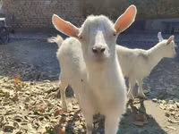 母山羊, Goats — 照片 5